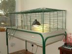 Large rabbit cage and stand. Can be wheeled outdoors - click to enlarge
